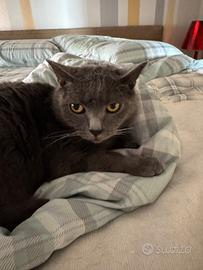 Gatto Certosino