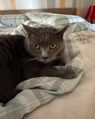 Gatto Certosino