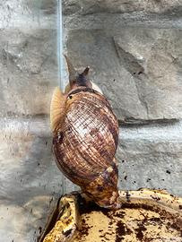 Achatina Fulicia adulta
