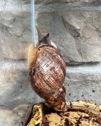 Achatina Fulicia adulta
