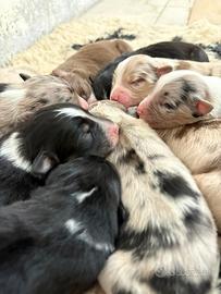 Cuccioli si Pastore Australiano