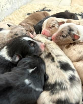 Cuccioli si Pastore Australiano