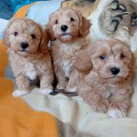 Maltipoo toy