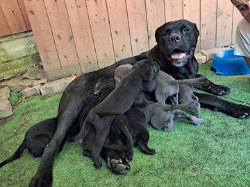 Cuccioli CANE CORSO selezionati