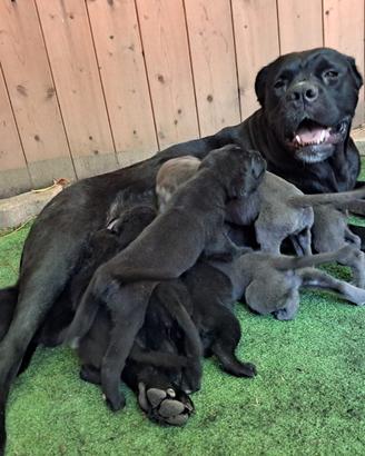 Cuccioli CANE CORSO selezionati