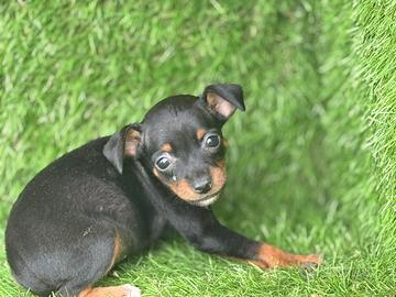 Pinscher