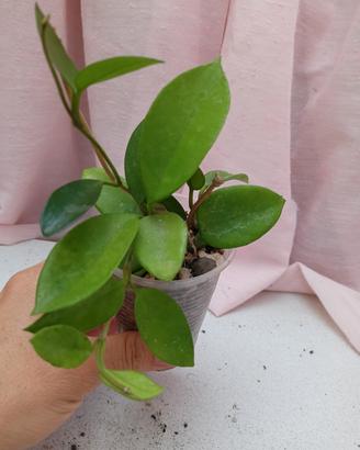Hoya Chouke