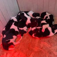 Cuccioli springer spaniel