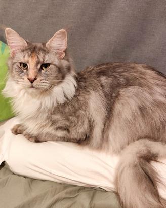 Maine Coon femmina