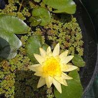 Ninfea "Joey Tomocik"