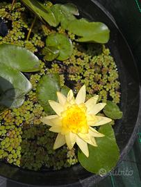 Ninfea "Joey Tomocik"