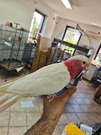 Cacatua rosa lutino addestrata dolcissima