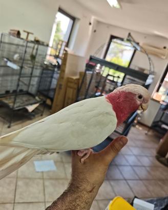 Cacatua rosa lutino addestrata dolcissima