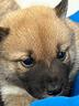 allevamento-e-negozio-cuccioli-di-shiba-inu-