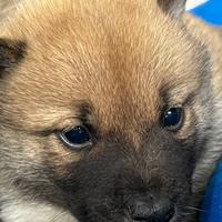 Allevamento e negozio ( cuccioli di shiba inu)