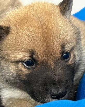 Allevamento e negozio ( cuccioli di shiba inu)