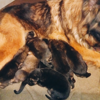 Cuccioli Pastore Tedesco