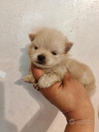 Spitz Pomerania con pedigree Enci