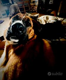 Cane incrocio boxer albino e pastore tedesco