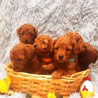 Cucciolata barboncini toy maschi femmine