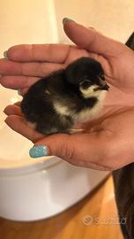Pulcini marans