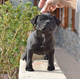 Staffordshire bull terrier