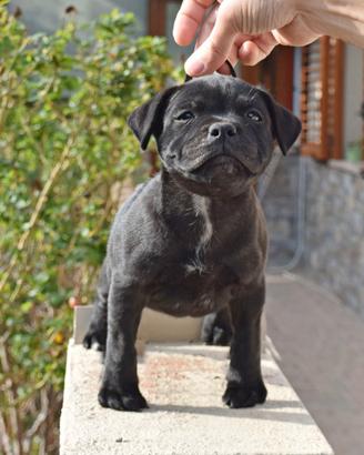 Staffordshire bull terrier