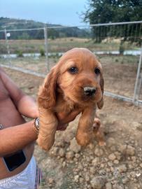 Cocker spaniel. femmina Fulva