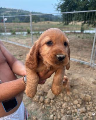 Cocker spaniel. femmina Fulva