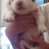 Border collie enci. Merle