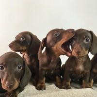Cuccioli di bassotto chocolate disponibili ora