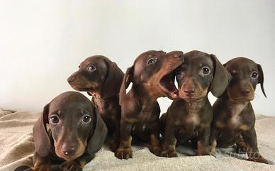 Cuccioli di bassotto chocolate disponibili ora