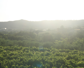 Terreno agricolo