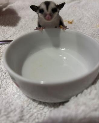 Cuccioli petauro dello zucchero
