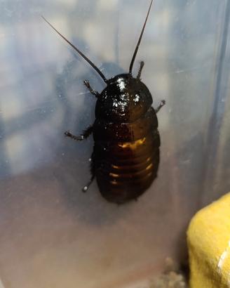 Blatte fischianti del Madagascar
