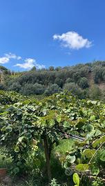 Terreno agricolo Calabria