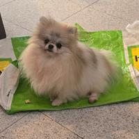 Spitz della Pomerania