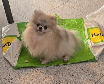 Spitz della Pomerania