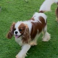 Cavalier King con pedigree disponibile per monta