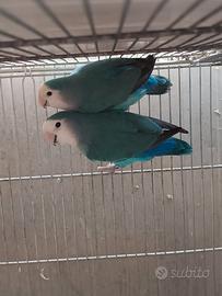 Coppie roseicollis NT blu affiatate