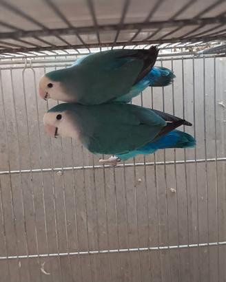 Coppie roseicollis NT blu affiatate