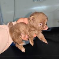 Volpini di Pomerania (Spitz tedesco)