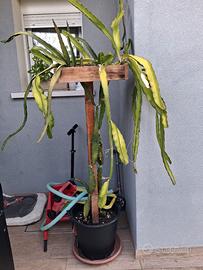 pitaya varieta s8 e vietnam