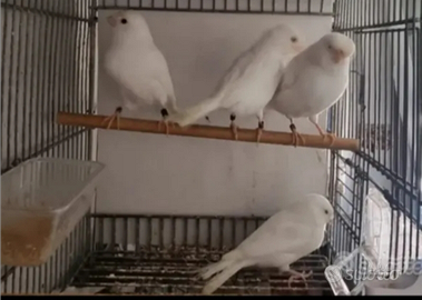 Canarini bianco recessivo