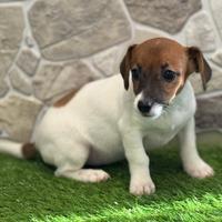 Jack Russell