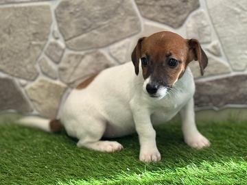 Jack Russell