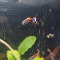 Guppy neon caridine pulitori