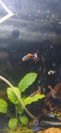 Guppy neon caridine pulitori