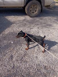 Cucciole di jadg terrier per caccia al cinghiale
