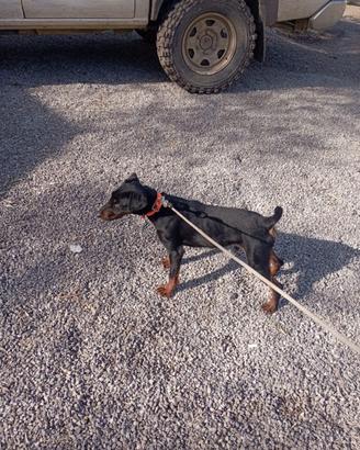 Cucciole di jadg terrier per caccia al cinghiale